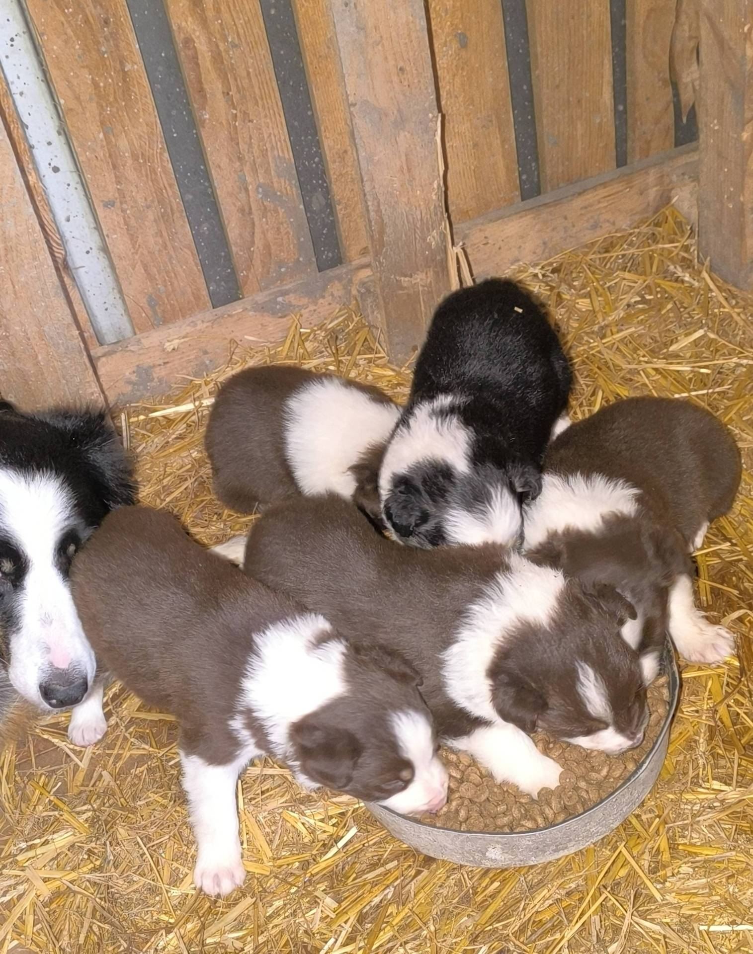 Chiots border collie non lof neuvième