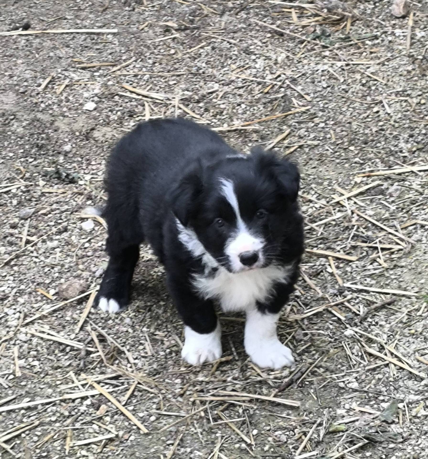 Chiots border collie non lof quatrième