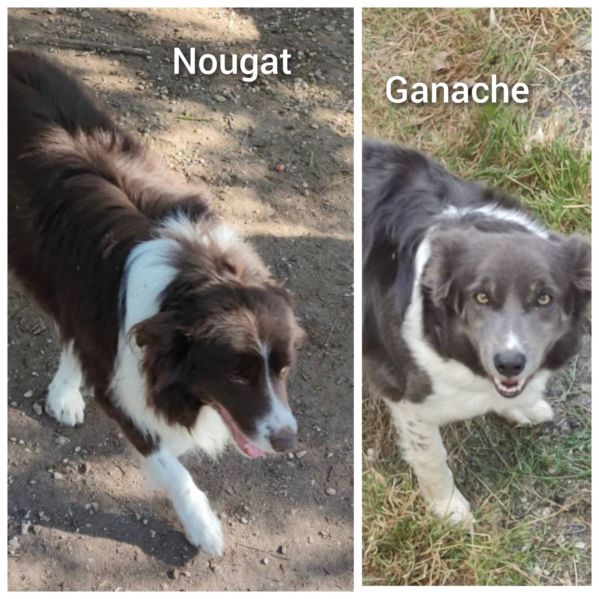 Chiots border collie non lof huitième