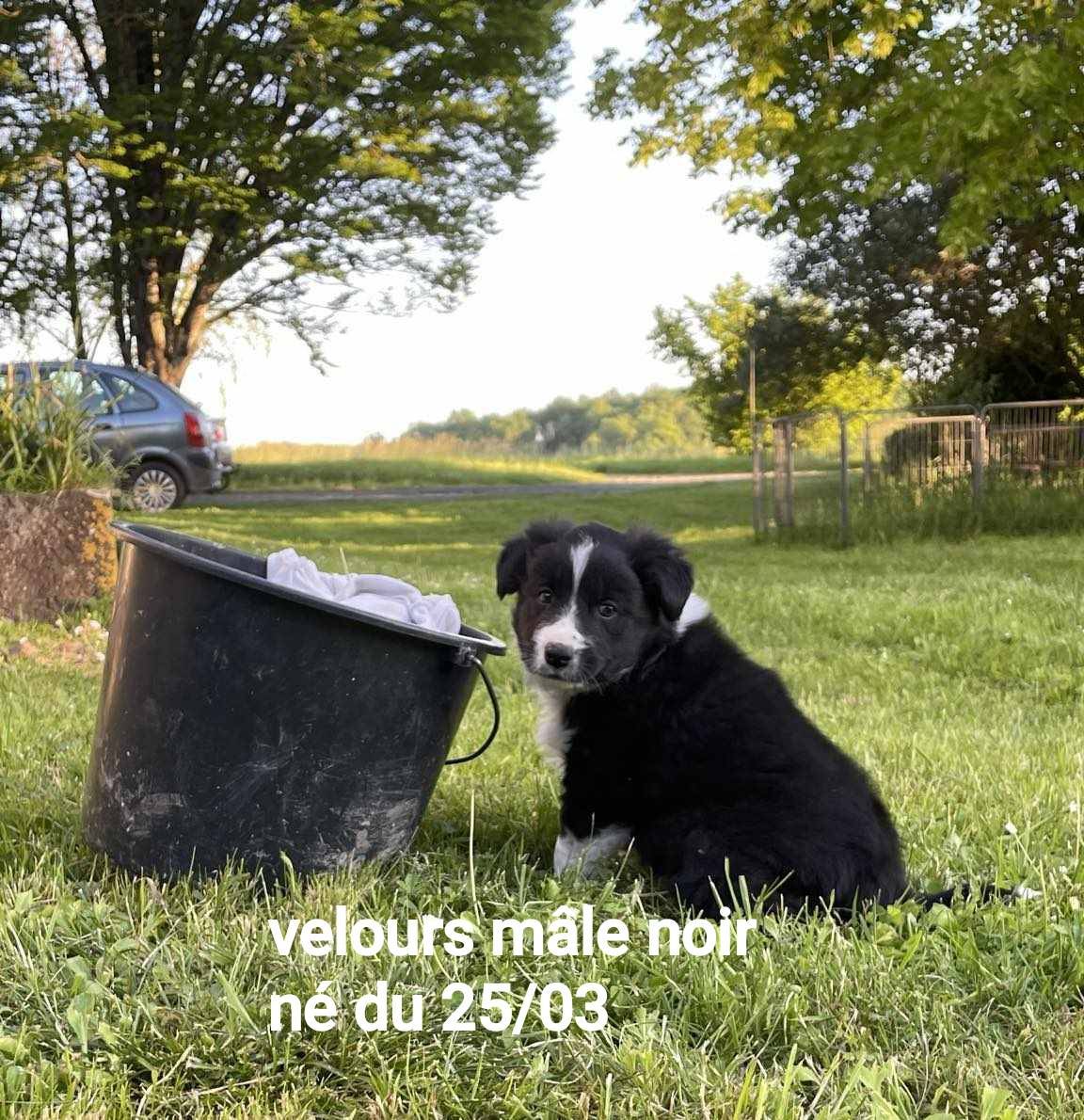Chiots border collie non lof quatrième