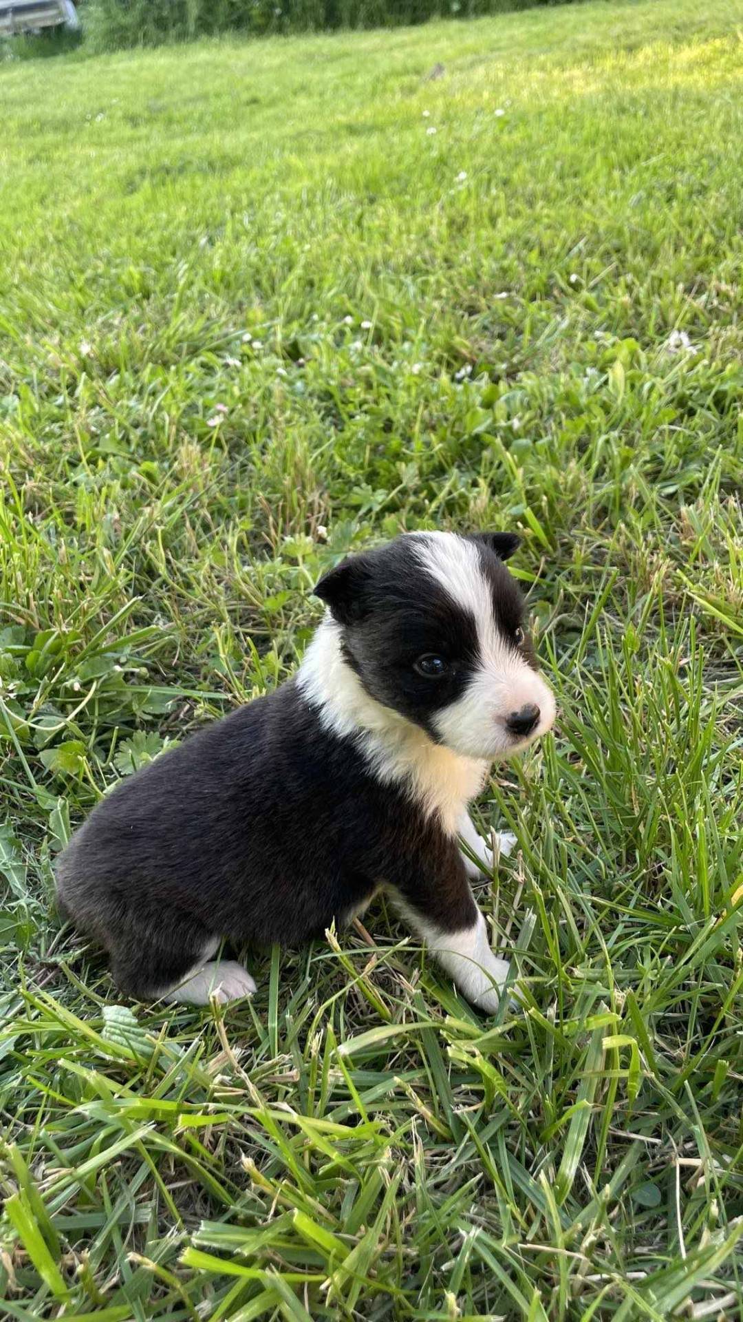 Chiots border collie non lof cinquième