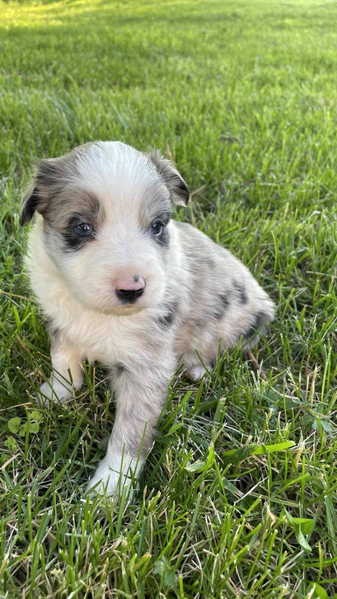 Chiots border collie non lof huitième