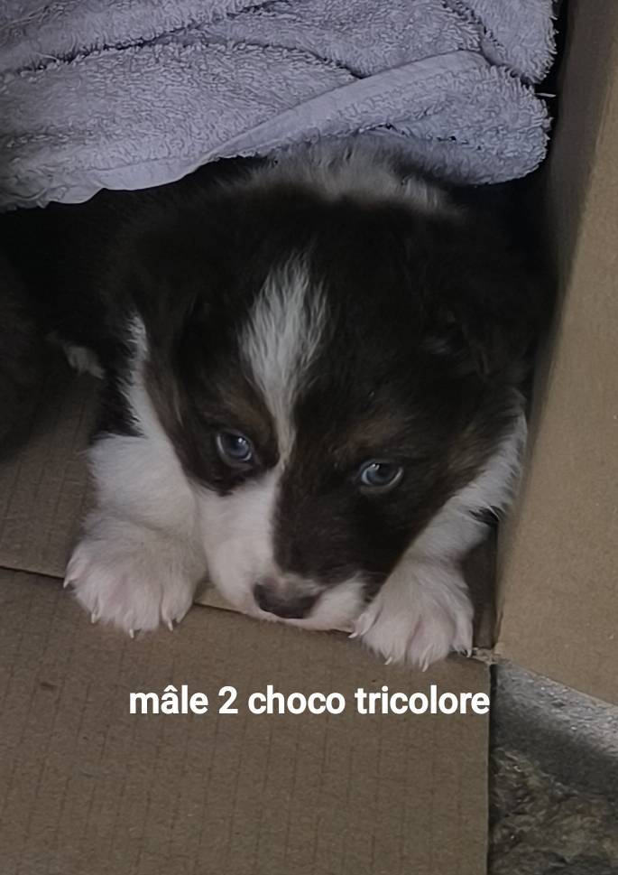 Chiots border collie non lof neuvième