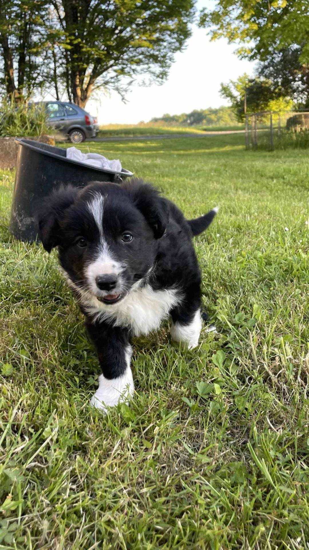 Chiots border collie non lof première