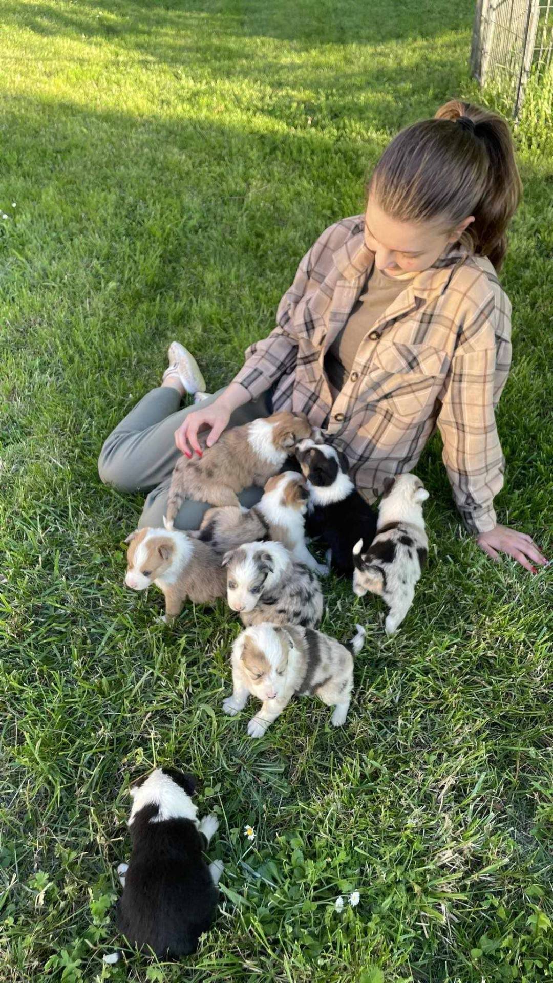 Chiots border collie non lof neuvième