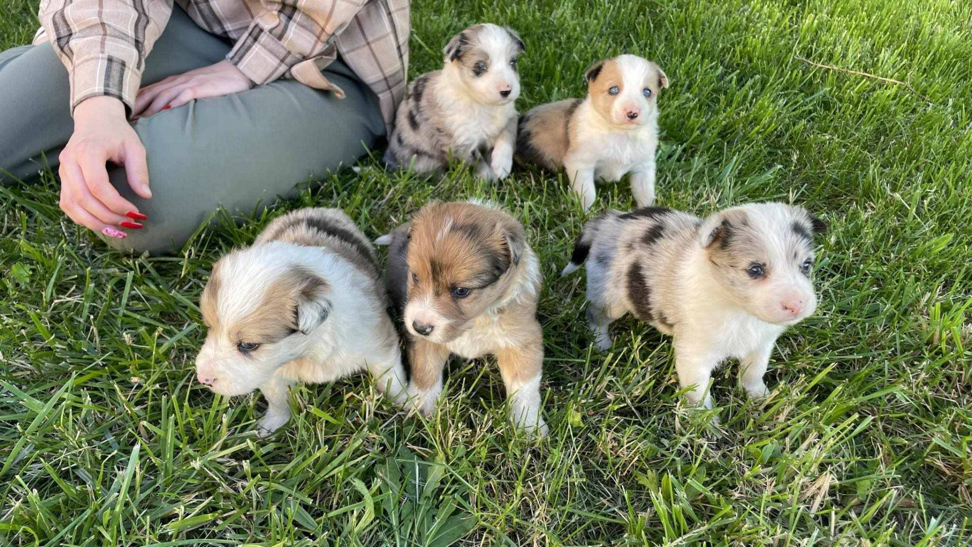 Chiots border collie non lof septième