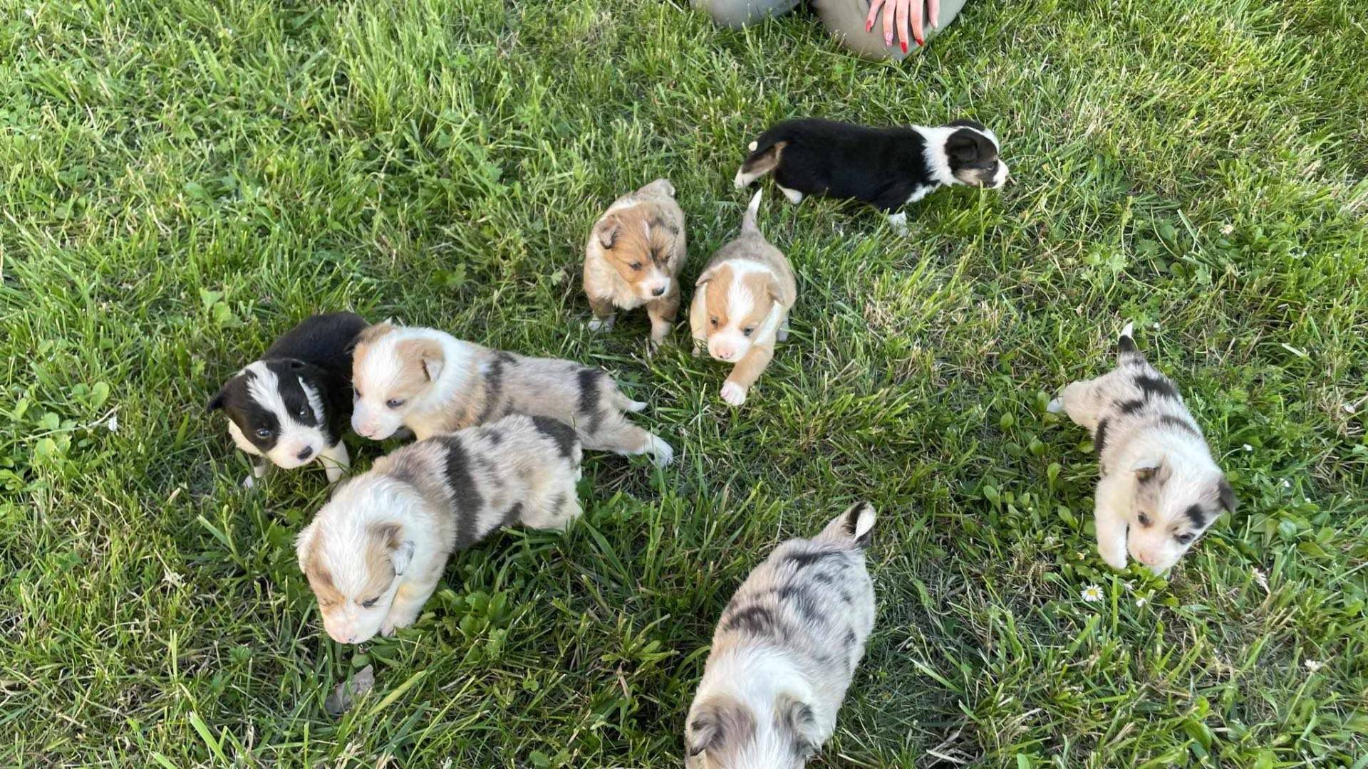 Chiots border collie non lof neuvième