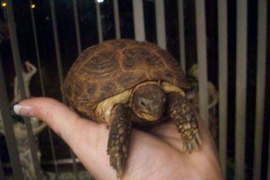 b8c485506166fe0d86470b59.jpg - tortue 087