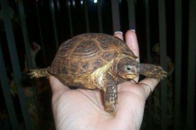 4ffc2b6e2f09965c7e58ce15.jpg - tortue 089