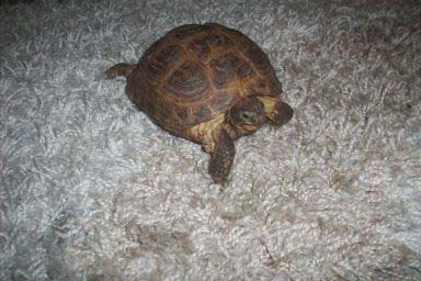 c4c574f9388f5a34965ee181.jpg - tortue 092