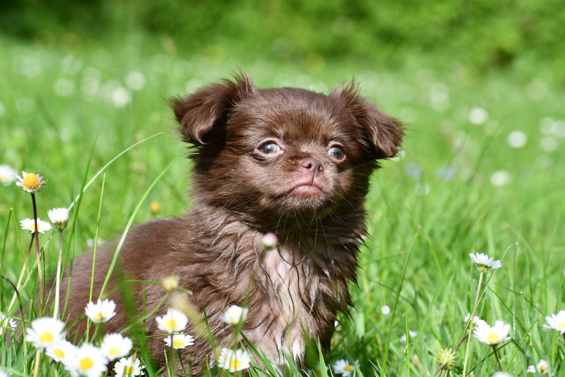 Vanghanova - femelle Chihuahua Lof  cinquième