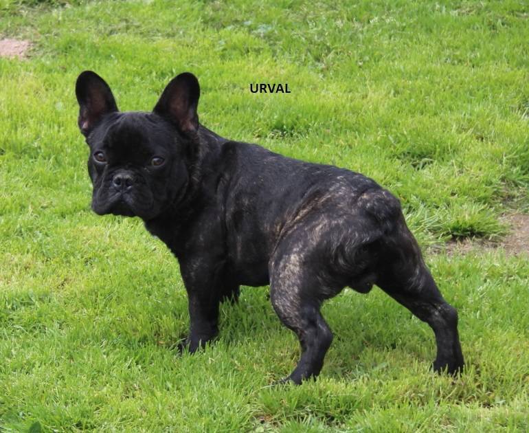 Chiots bouledogue Français Lof première