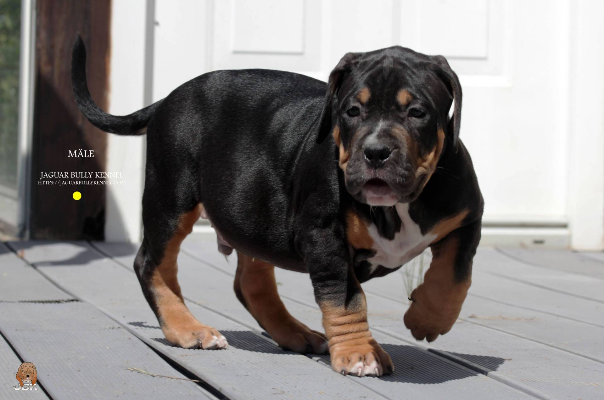 Chiots American bully septième