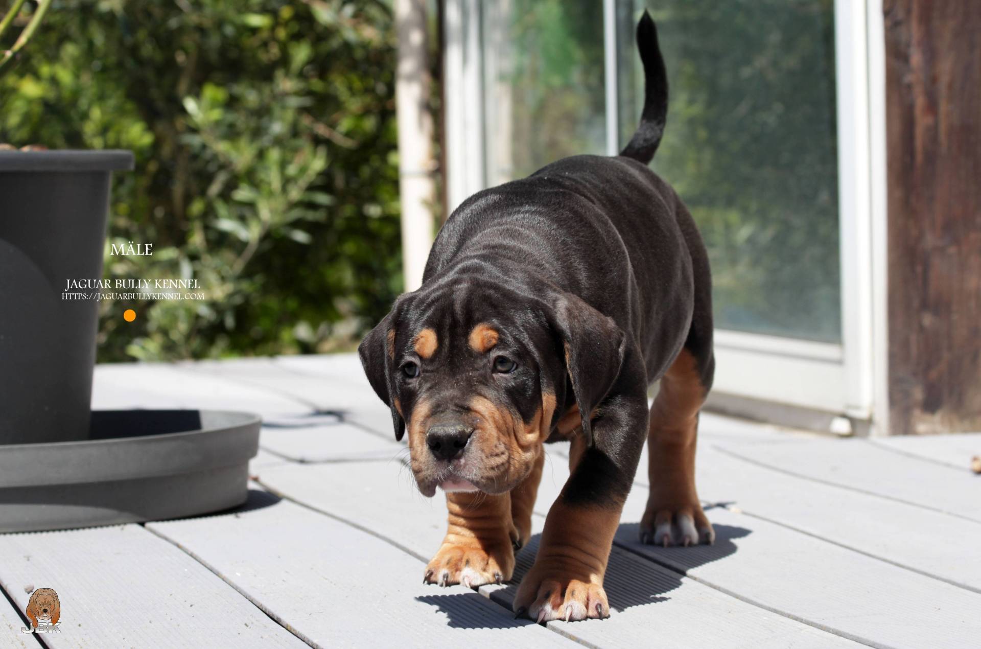 Chiots American bully première