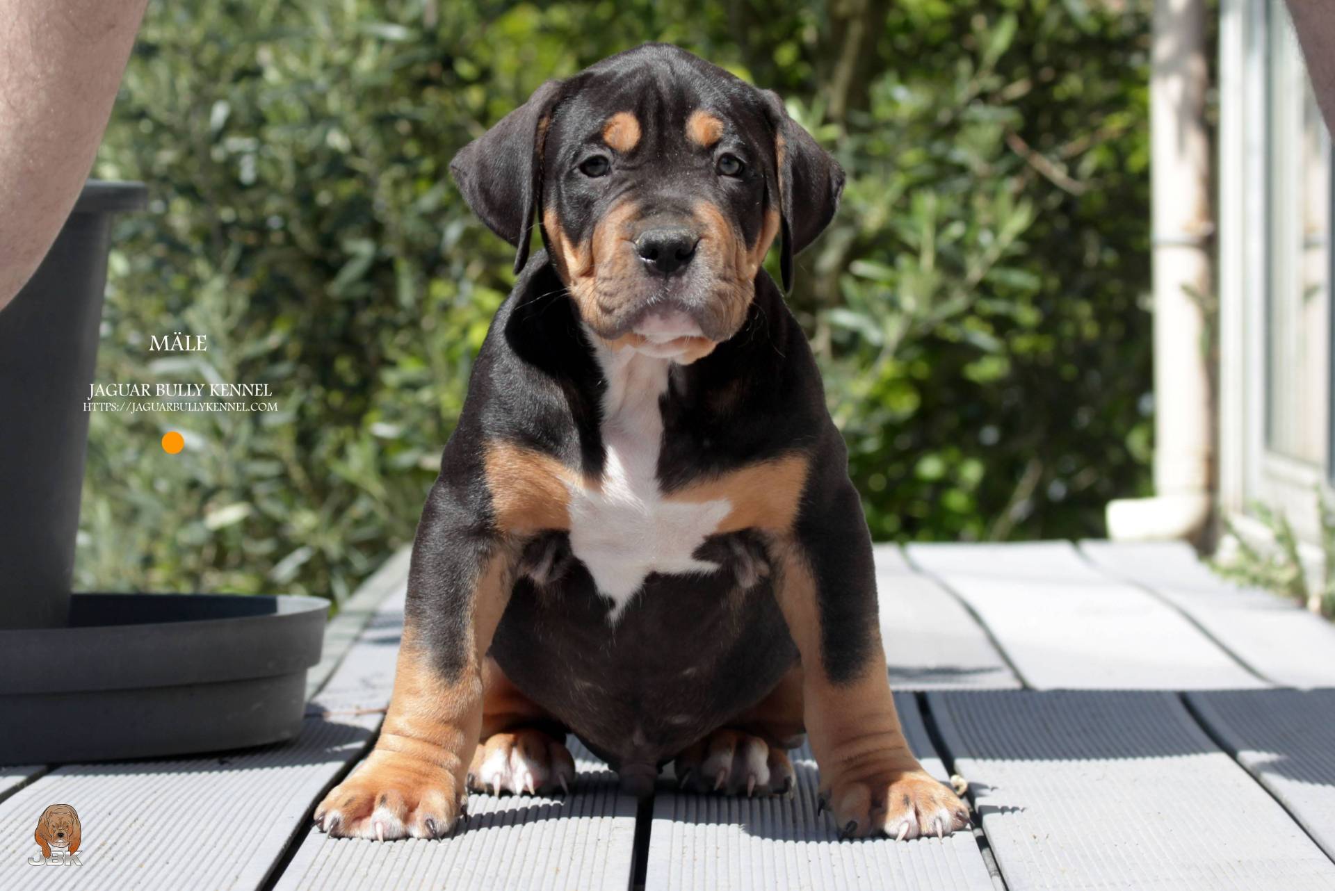 Chiots American bully septième