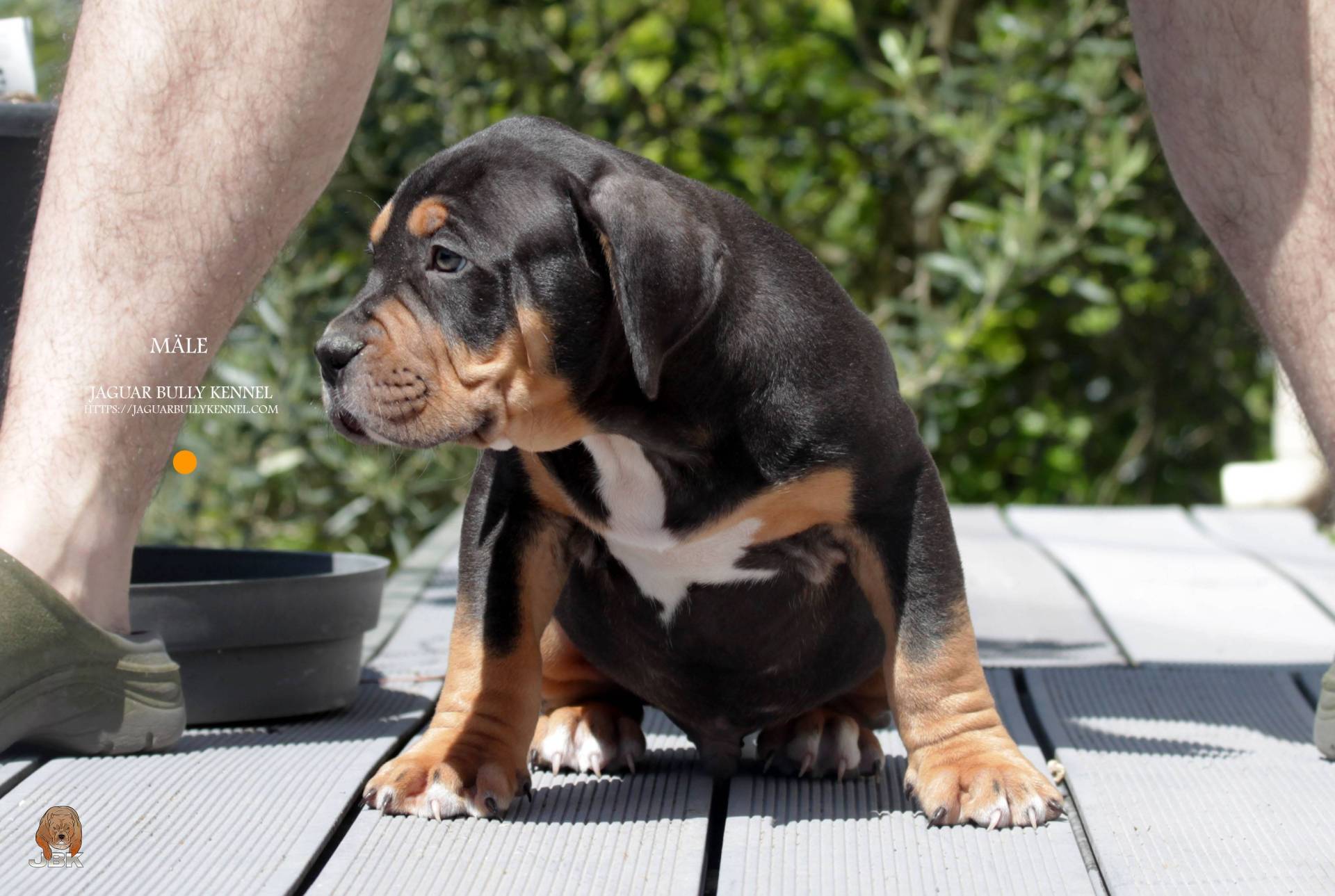 Chiots American bully première