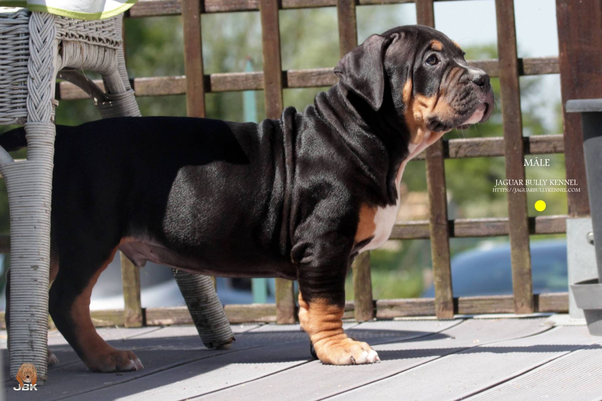 Chiots American bully septième