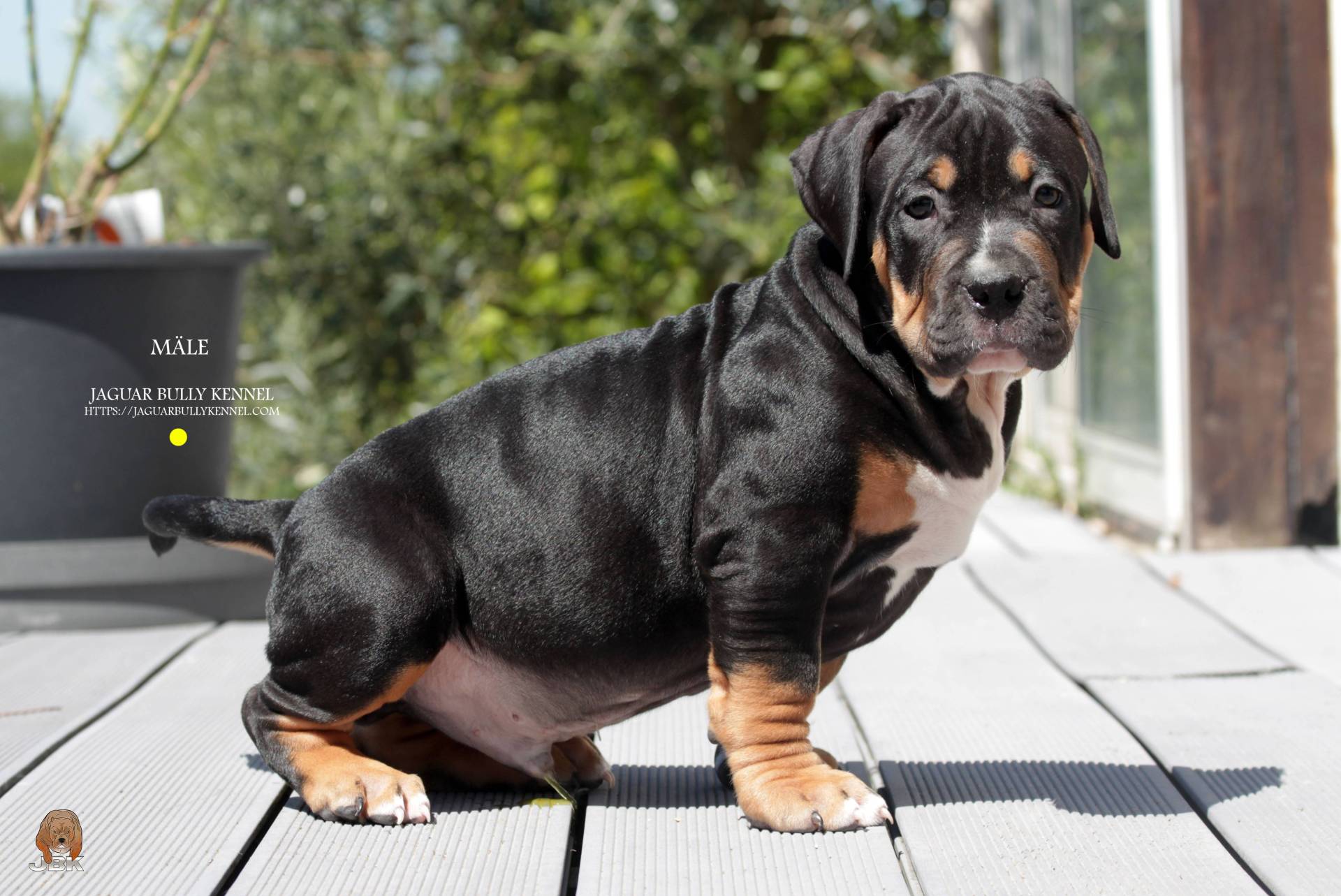 Chiots American bully huitième