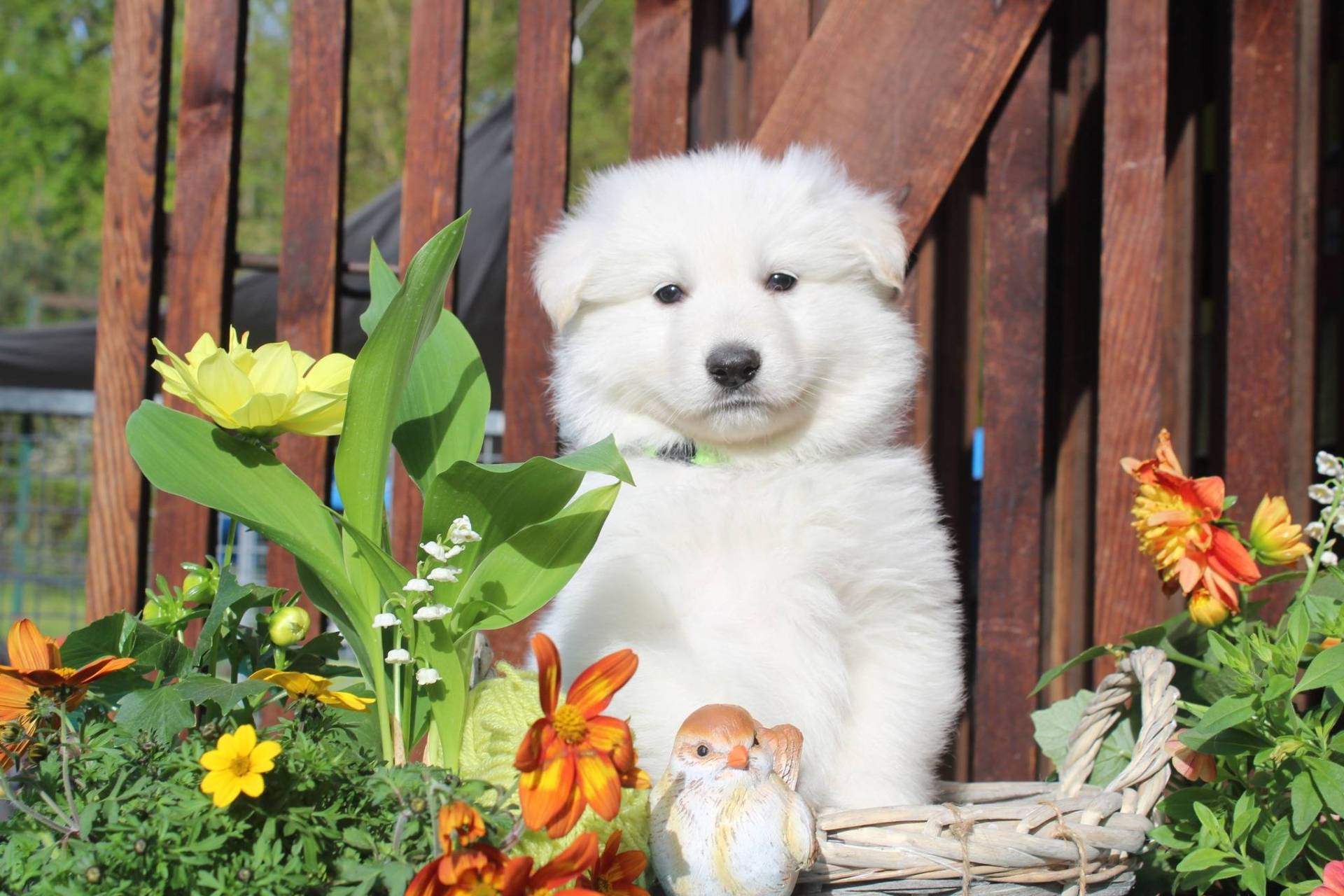 Chiots berger blanc Suisse à réserver  cinquième