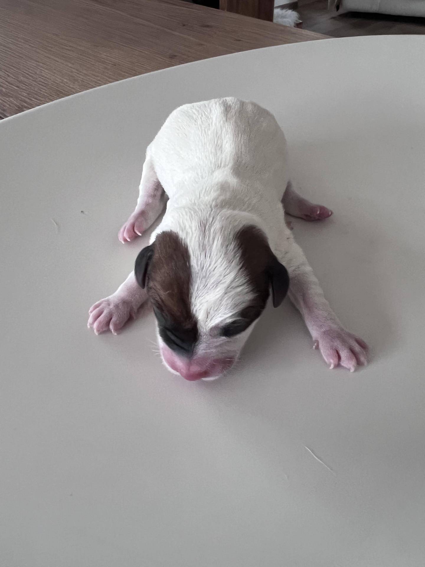 Magnifiques bébés Jacks Russell Lof huitième