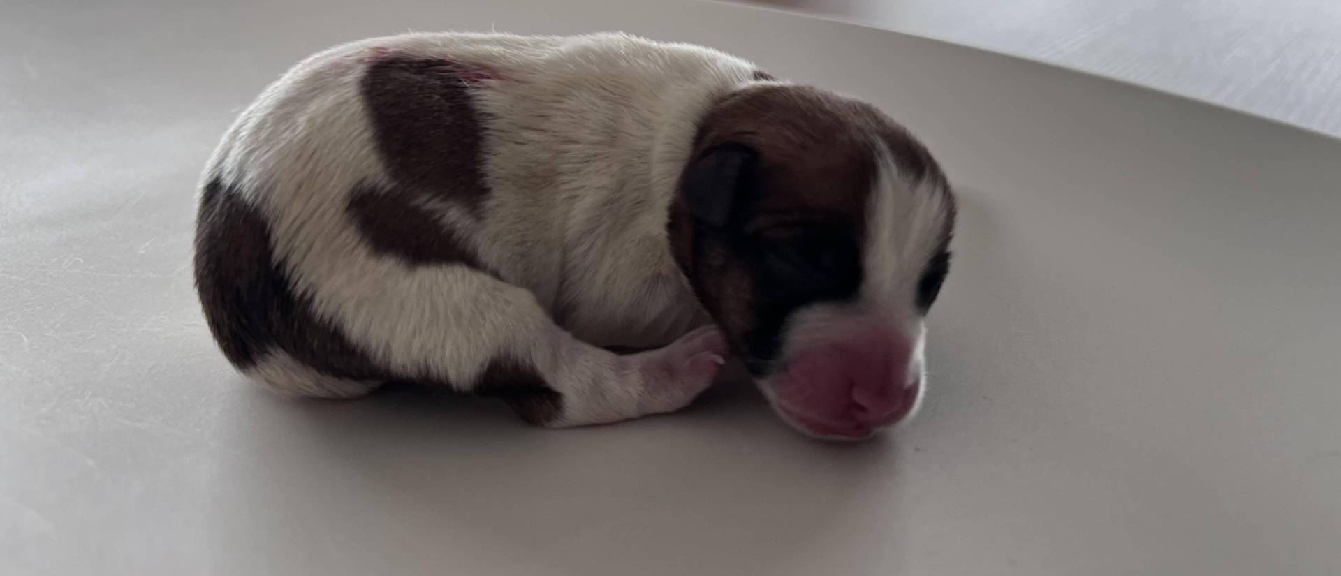Magnifiques bébés Jacks Russell Lof septième