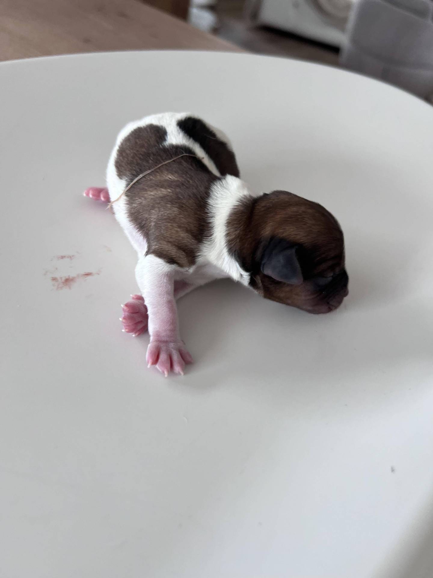 Magnifiques bébés Jacks Russell Lof cinquième