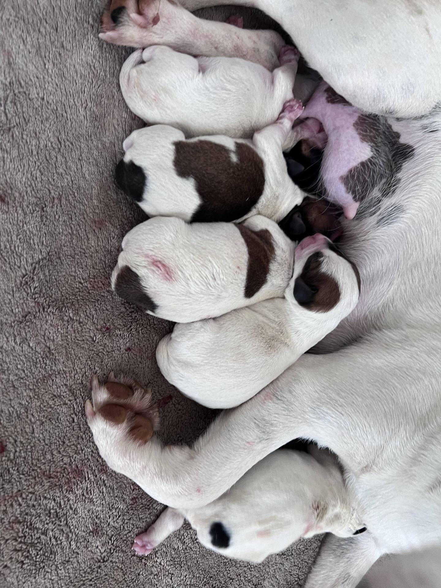 Magnifiques bébés Jacks Russell Lof quatrième