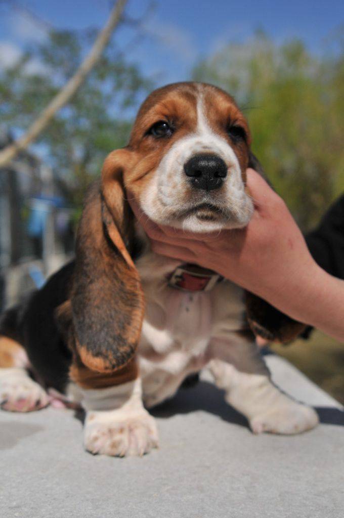 Superbes chiots basset hound Lof quatrième