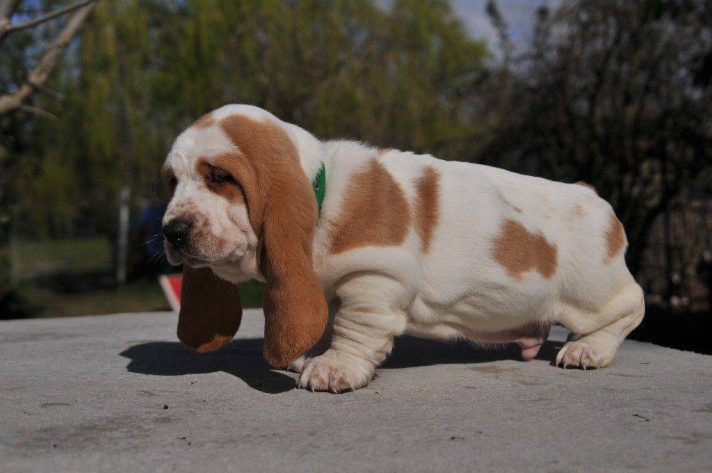 Superbes chiots basset hound Lof huitième