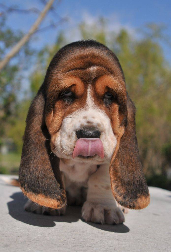 Superbes chiots basset hound Lof neuvième