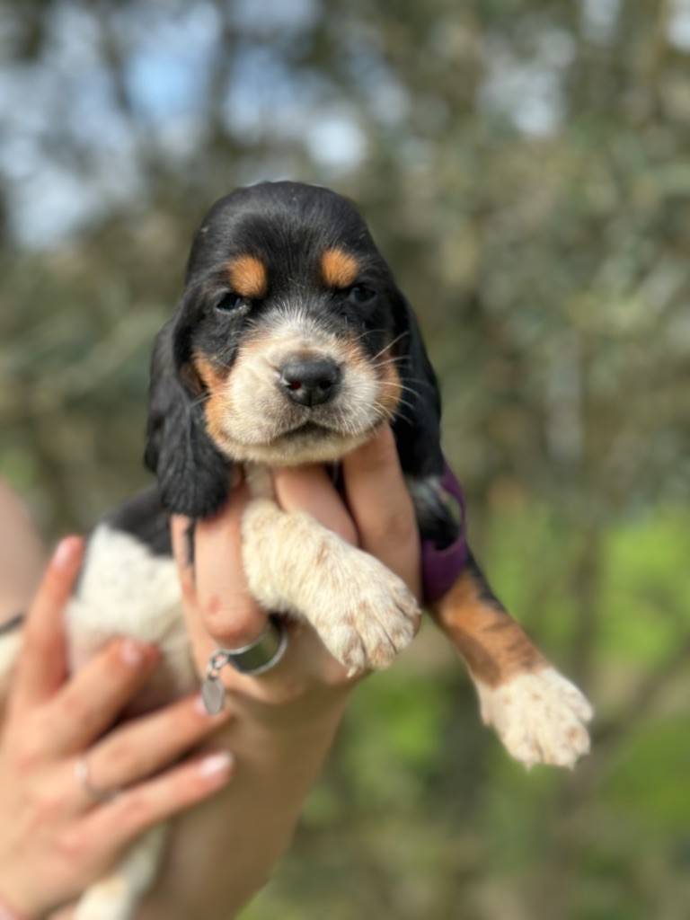 Superbes chiots basset hound Lof huitième