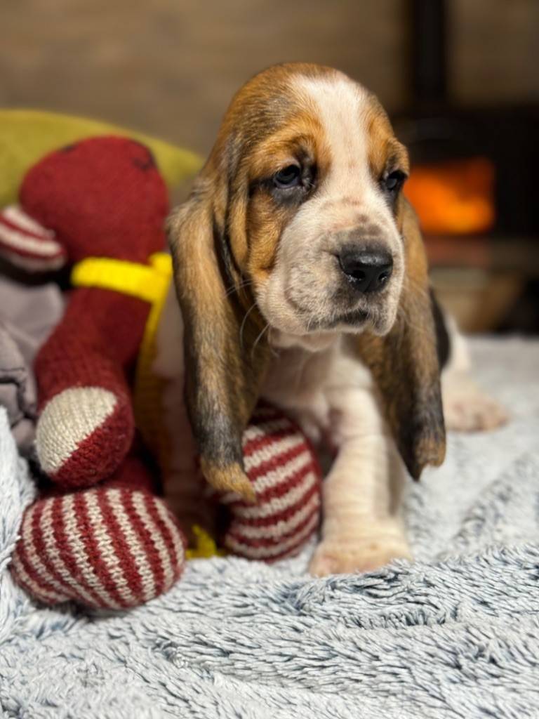 Superbes chiots basset hound Lof première