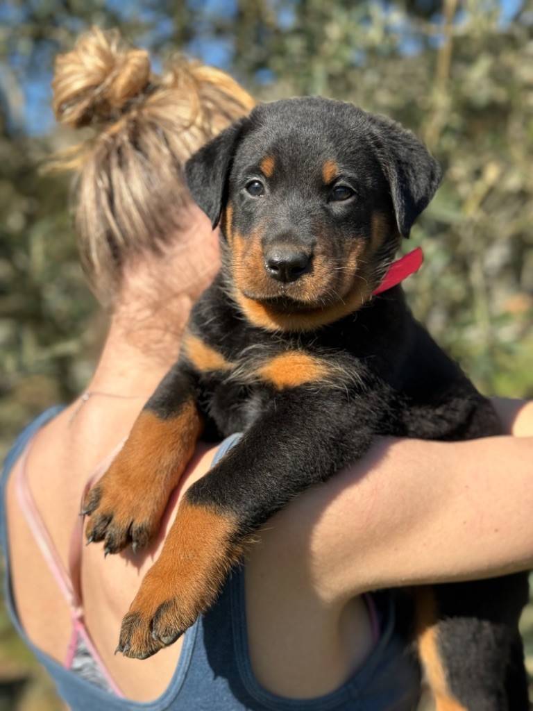 Chiots beaucerons Lof cinquième