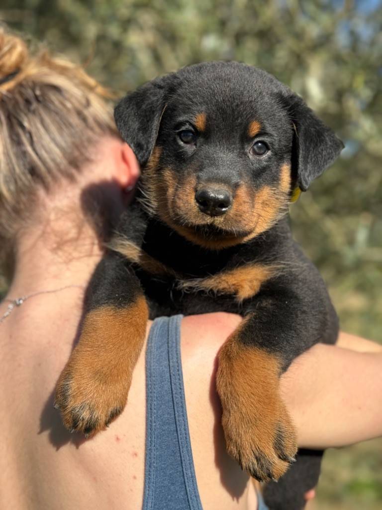 Chiots beaucerons Lof neuvième