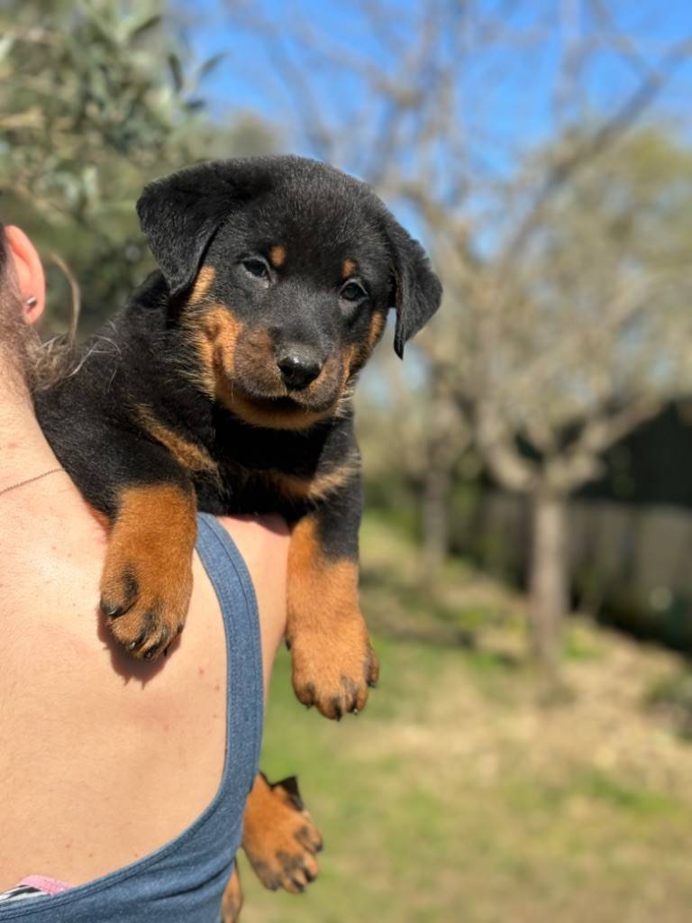 Chiots beaucerons Lof sixième