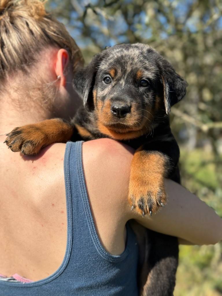 Chiots beaucerons Lof sixième