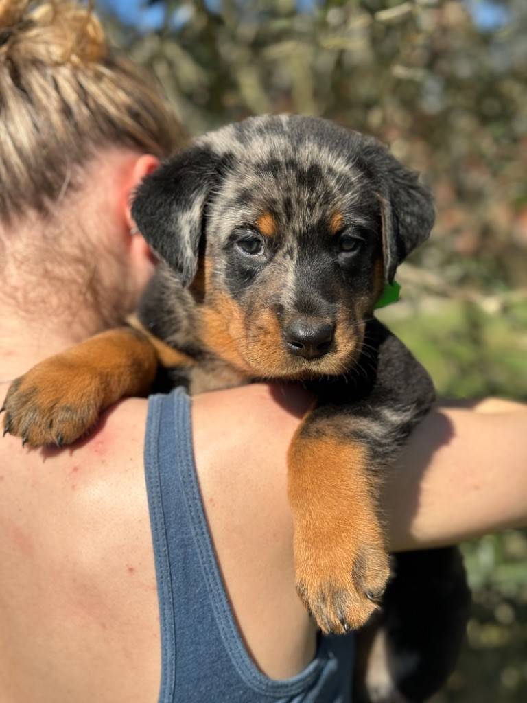 Chiots beaucerons Lof huitième