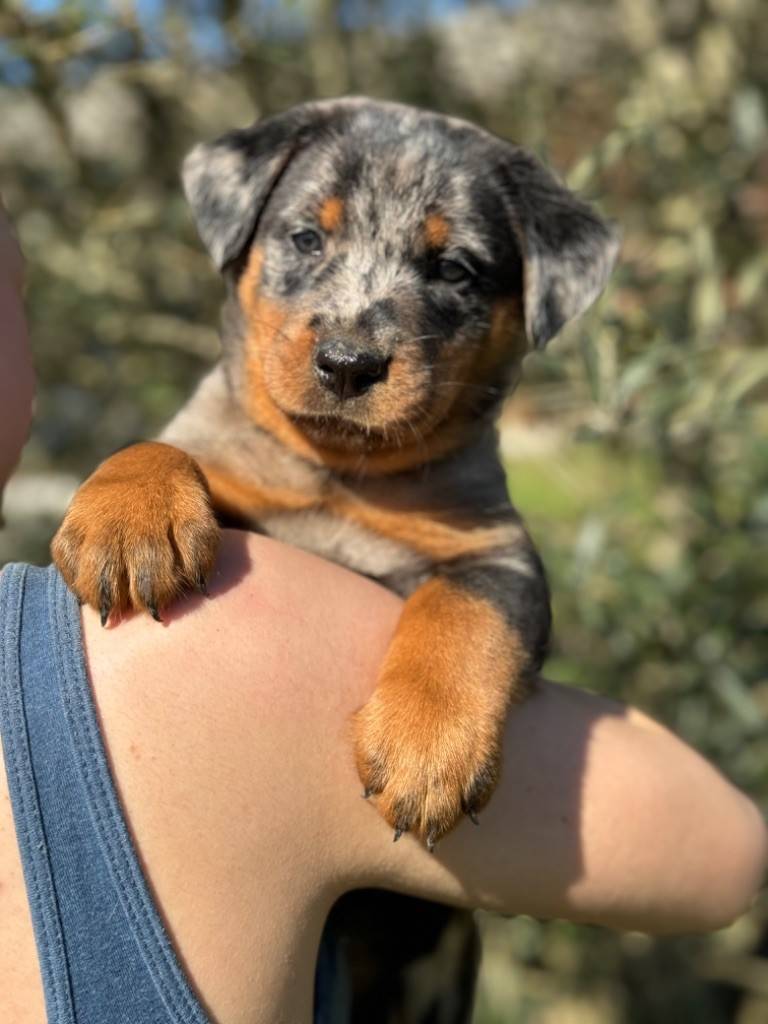 Chiots beaucerons Lof huitième