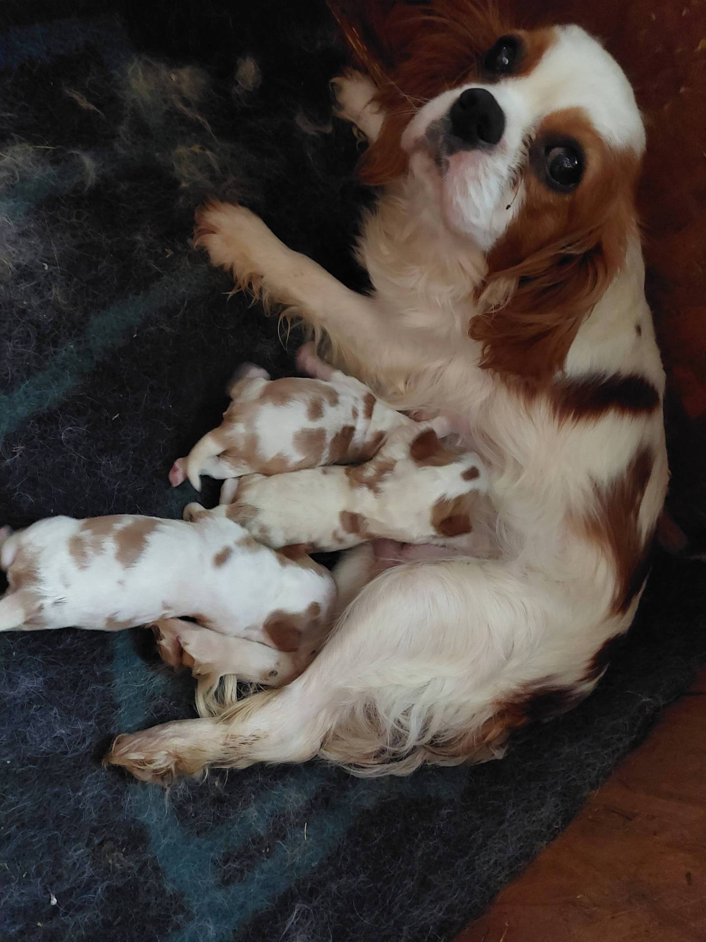 Cavalier king charles septième