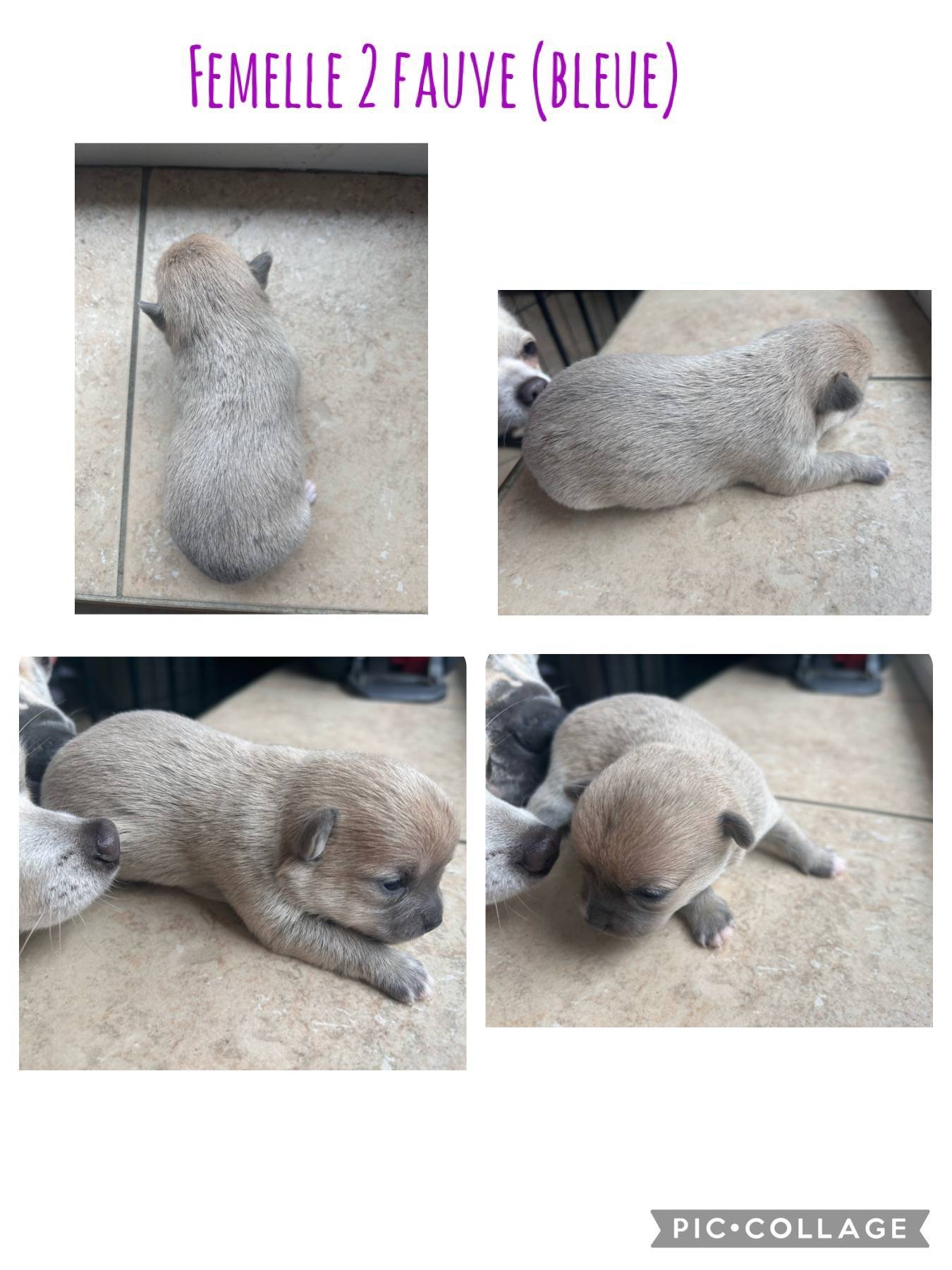 Chiots chihuahuas non lof  première