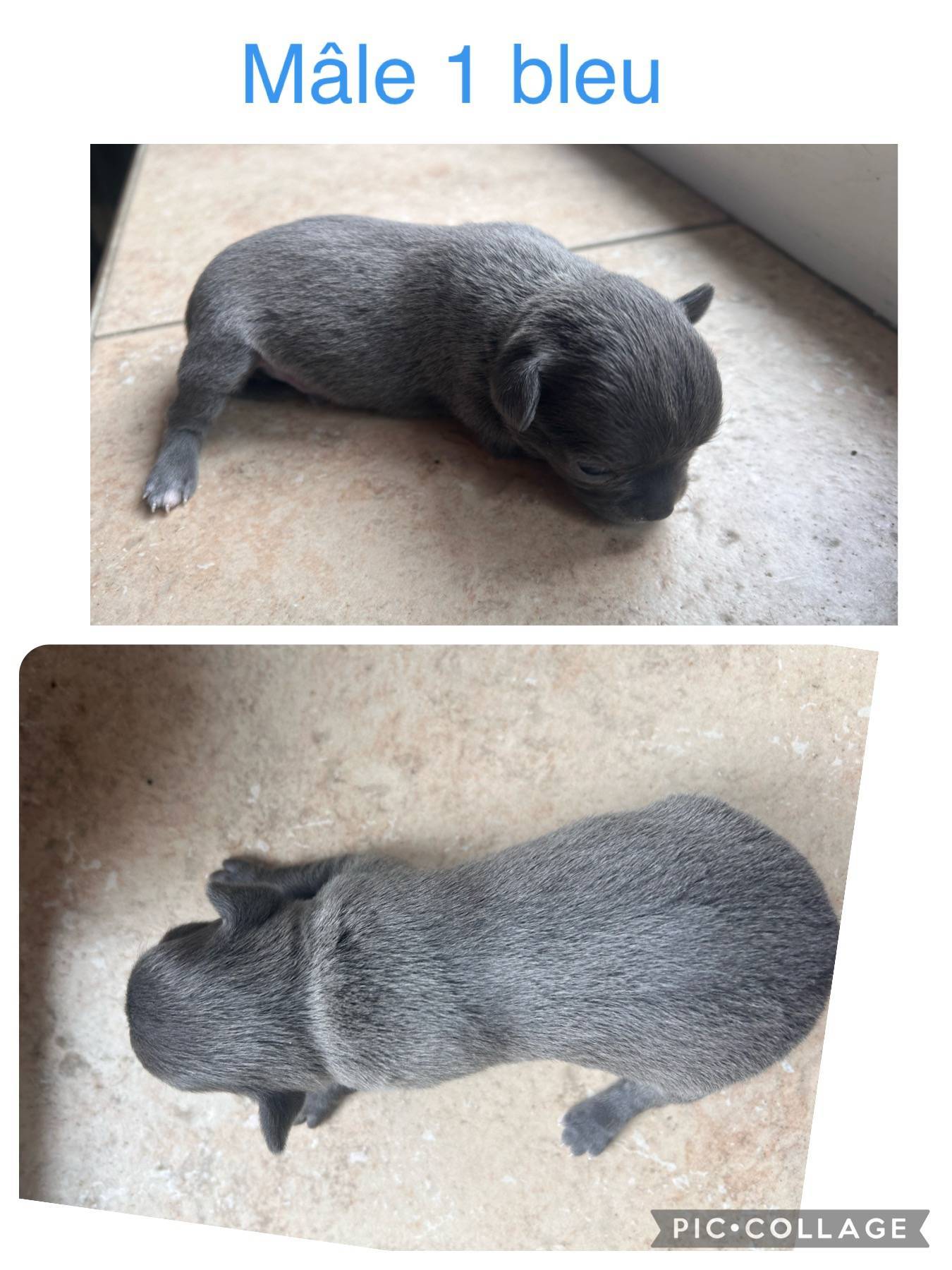 Chiots chihuahuas non lof  première