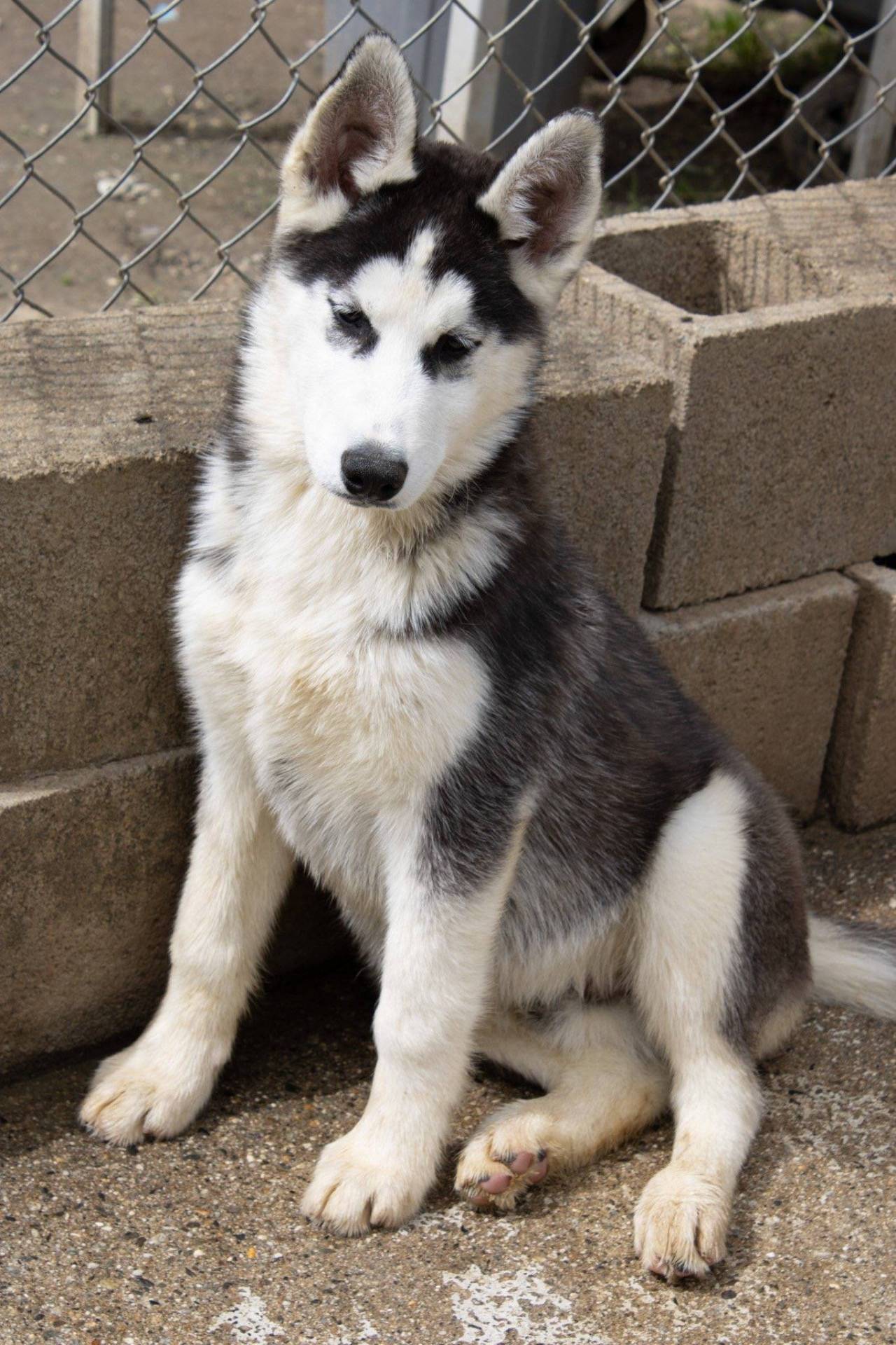 Chiot husky quatrième