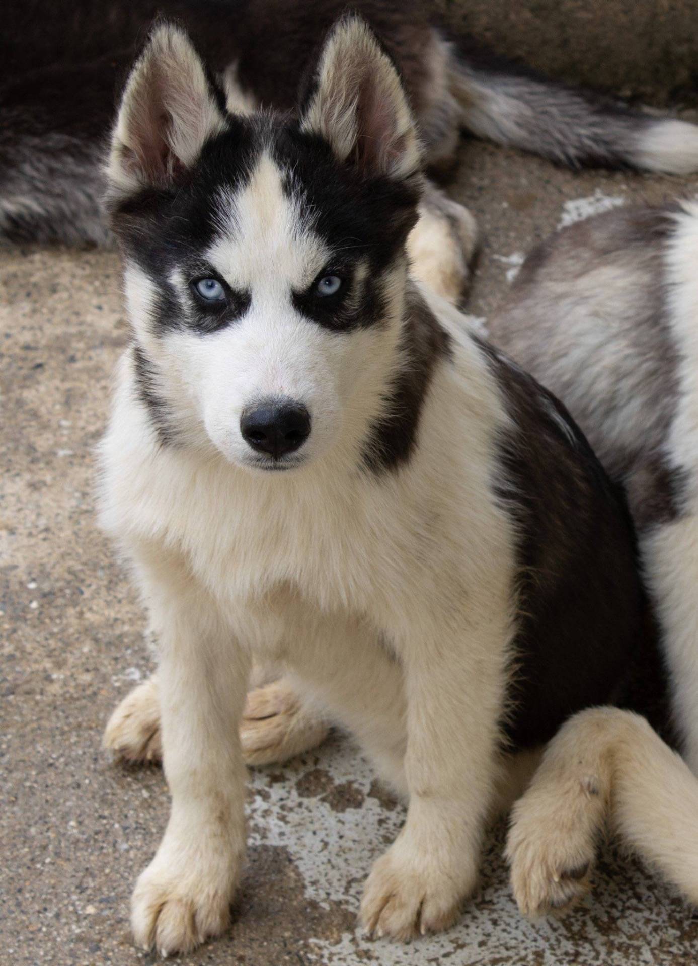 Chiot husky sixième