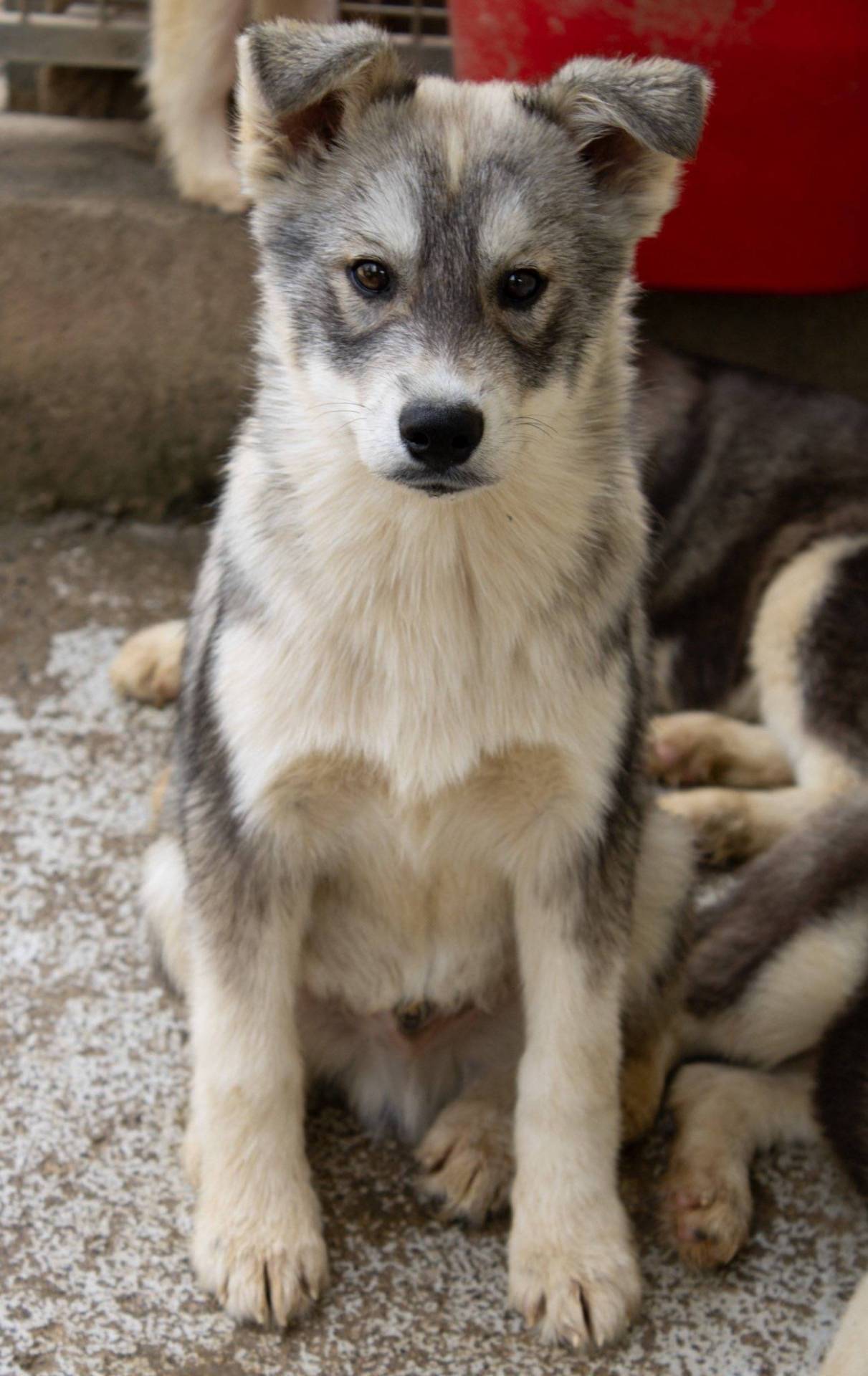 Chiot husky sixième