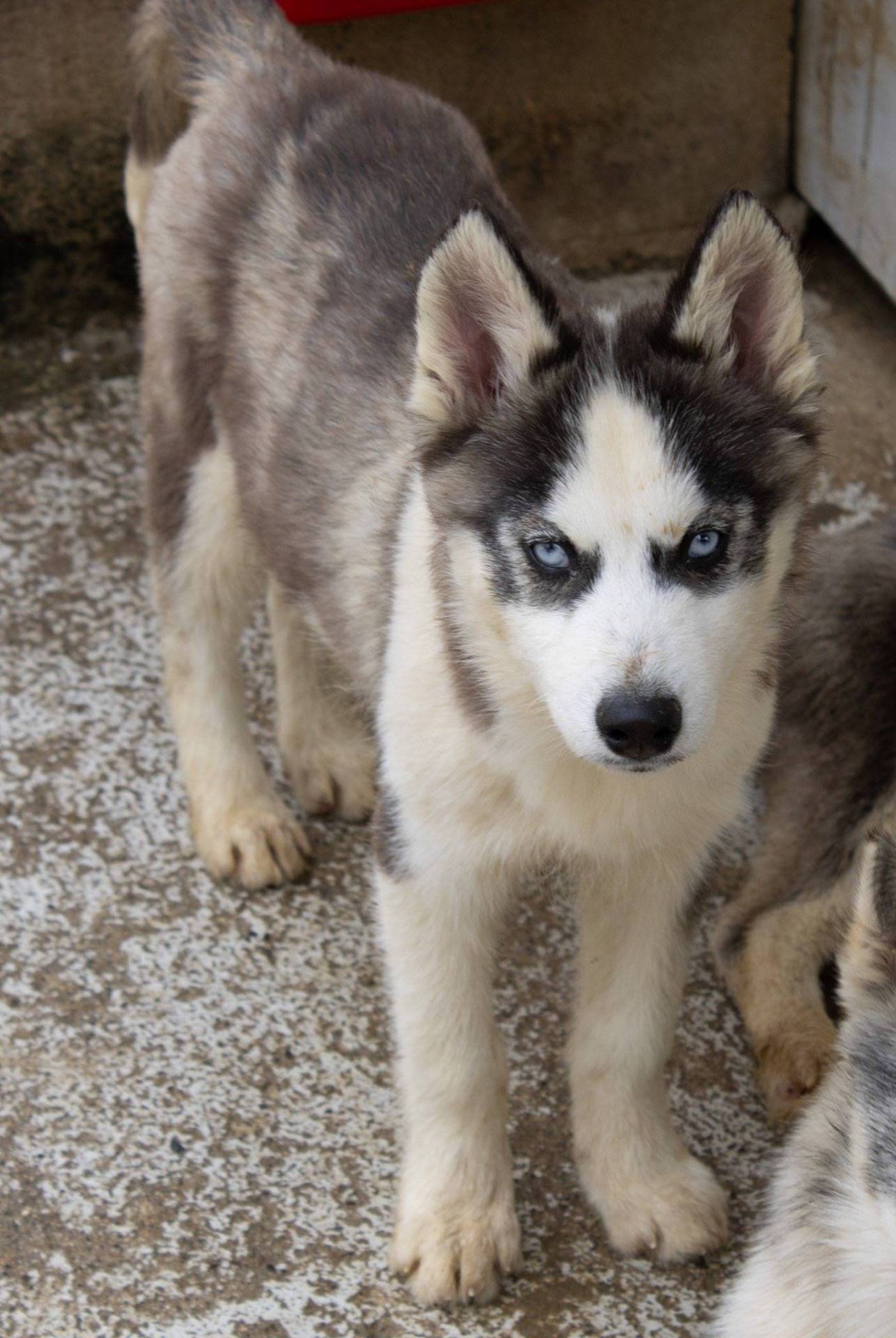 Chiot husky huitième