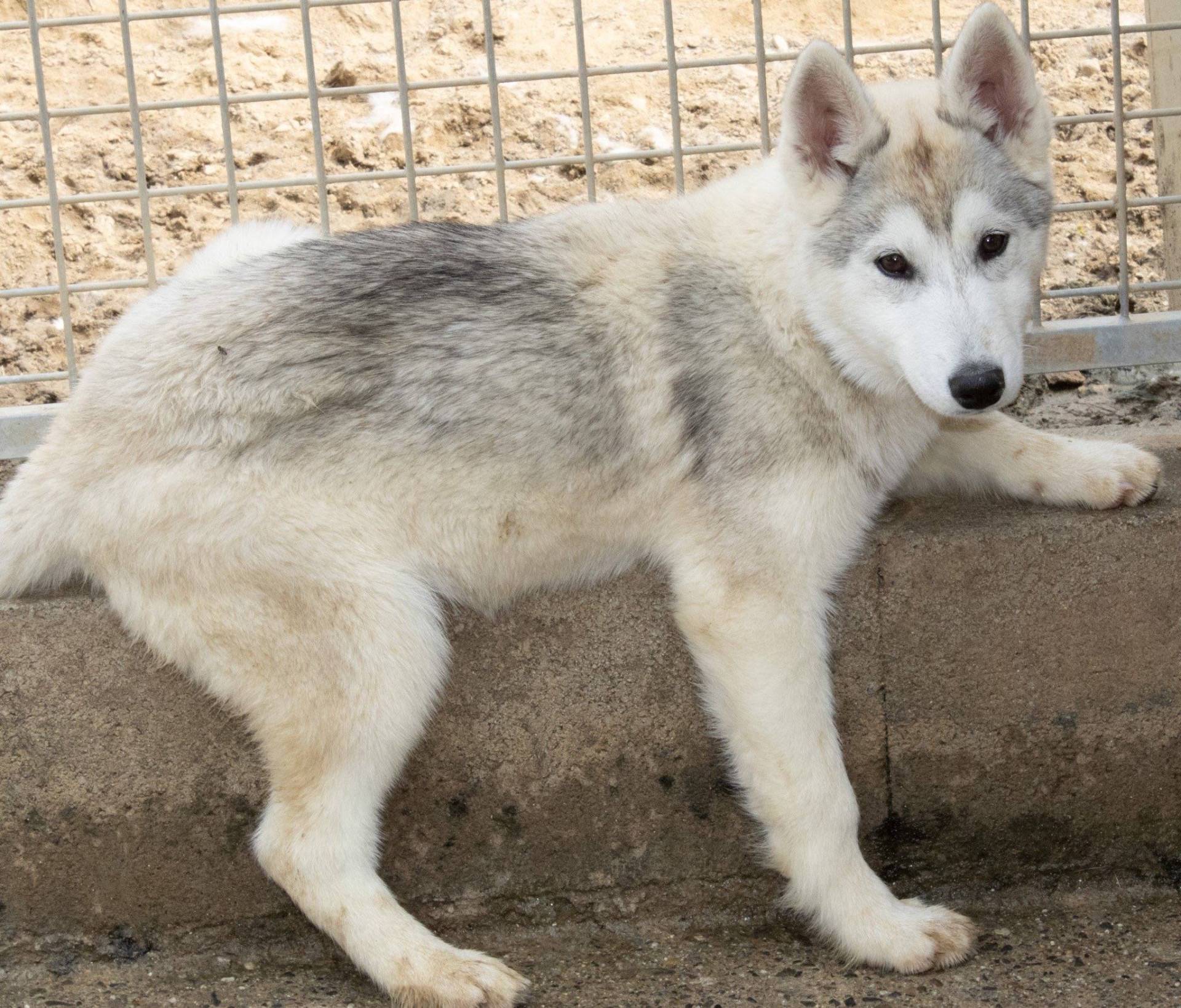 Chiot husky deuxième