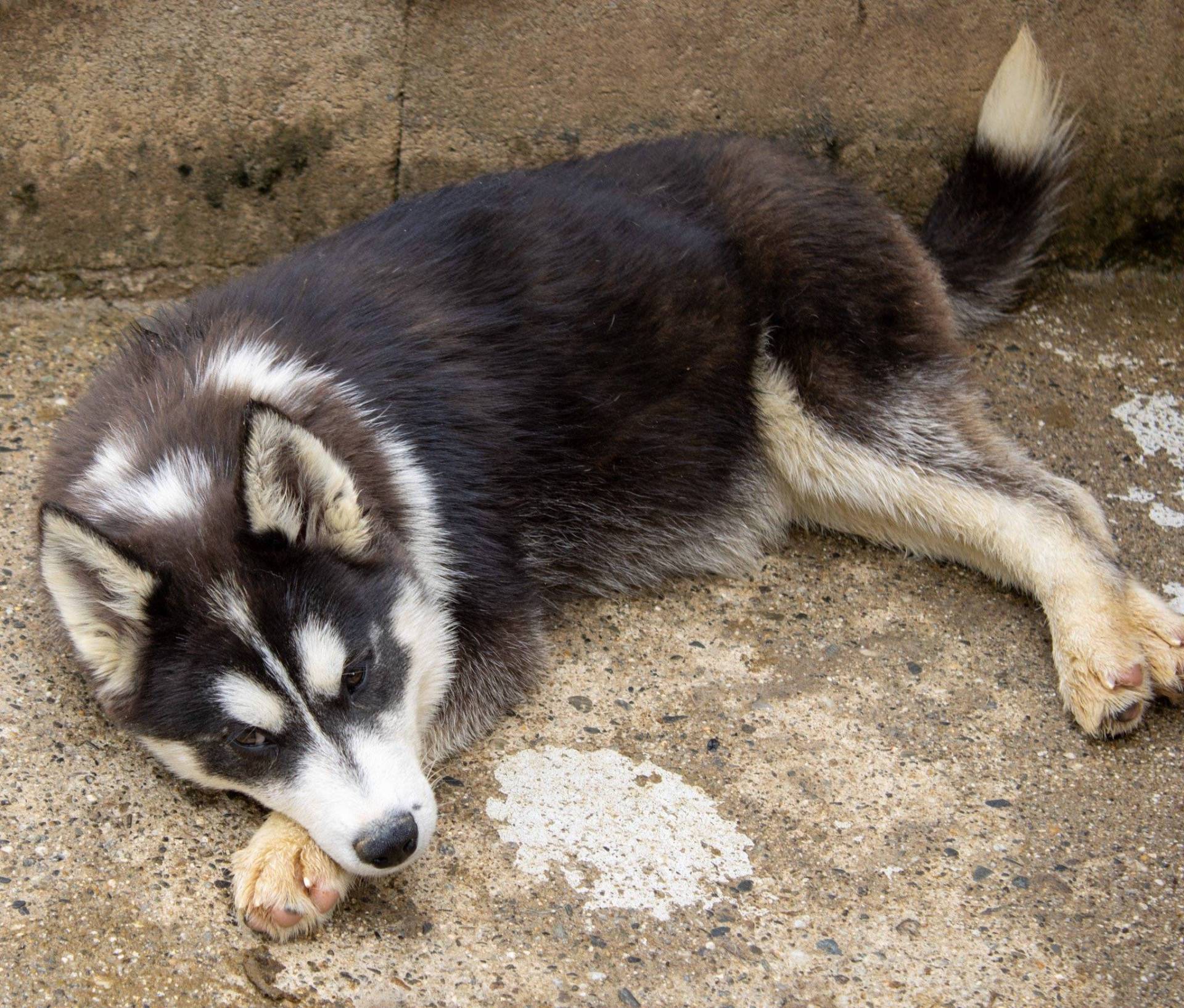 Chiot husky septième