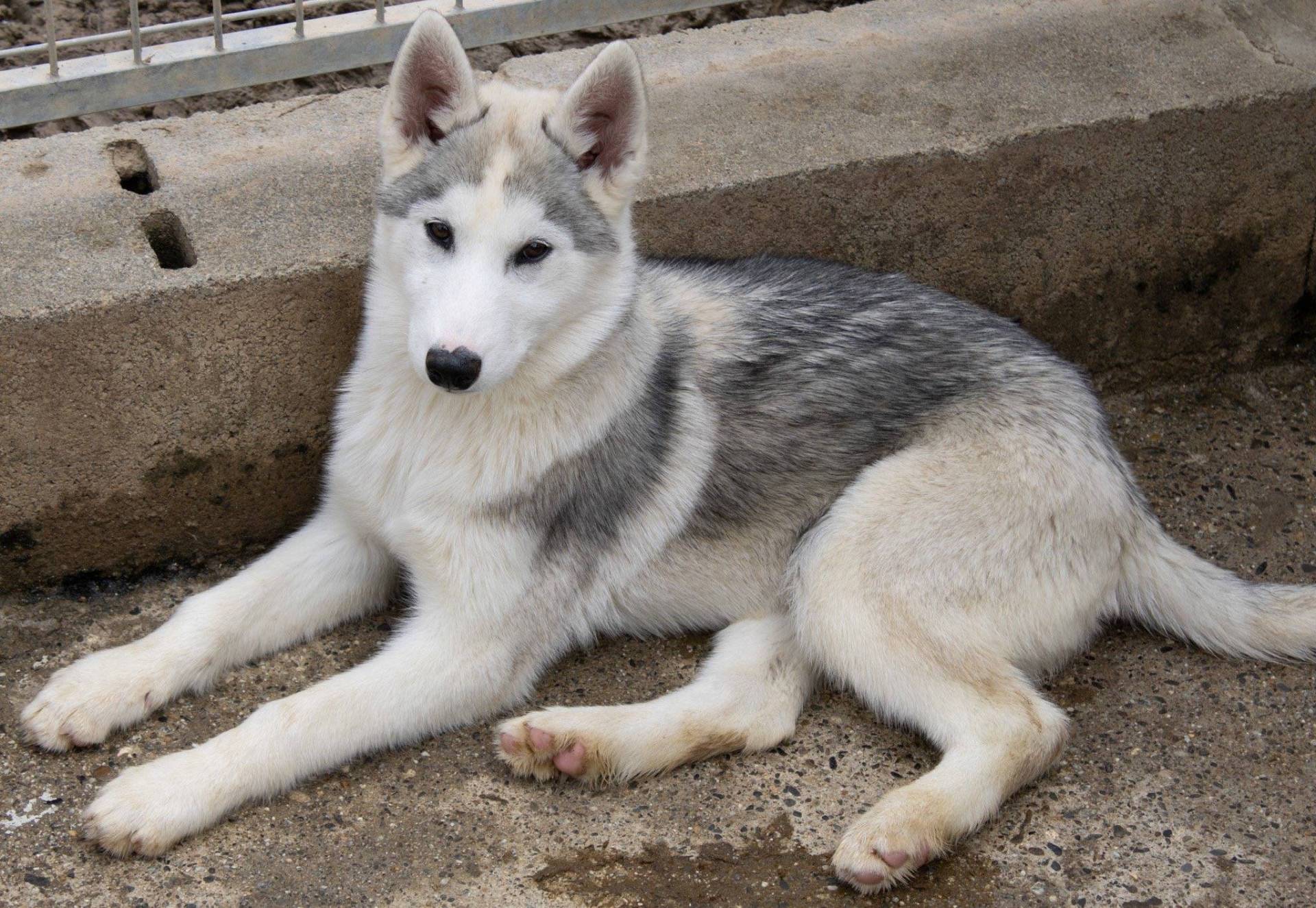Chiot husky septième