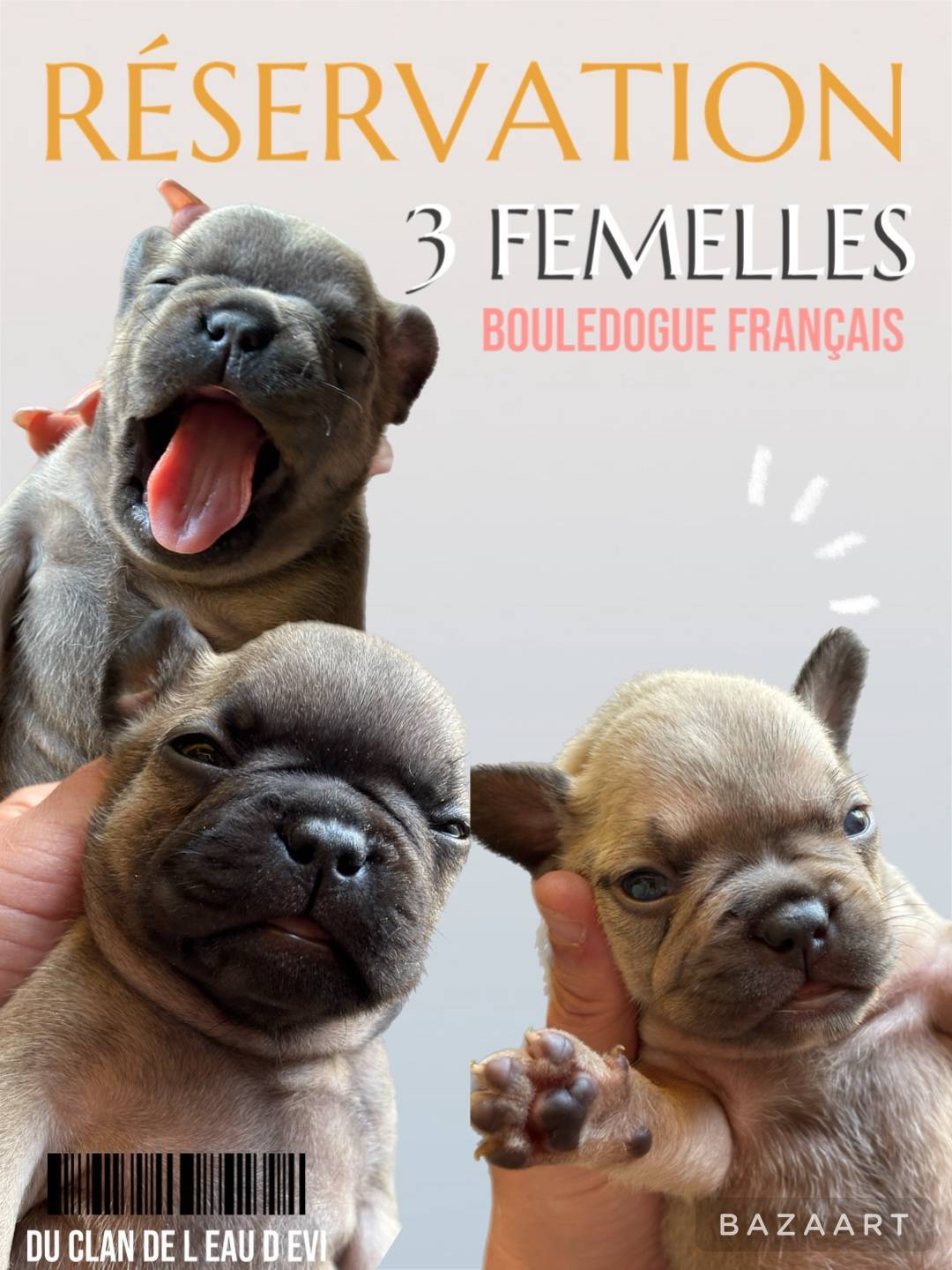 Bouledogue francais quatrième