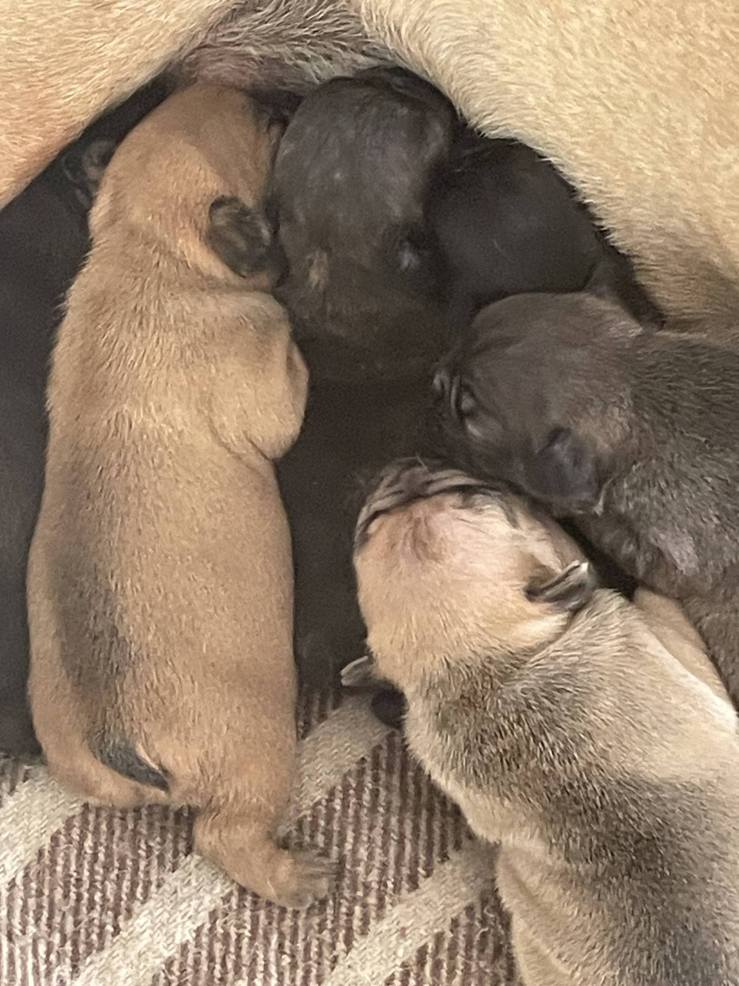 Vend bouledogues français non lof  septième